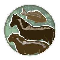 Конкурс по биологии «Тип Хордовые»